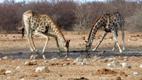 Giraffen in Saufstellung